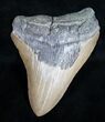 Bargain Megalodon Tooth - North Carolina #11027-1